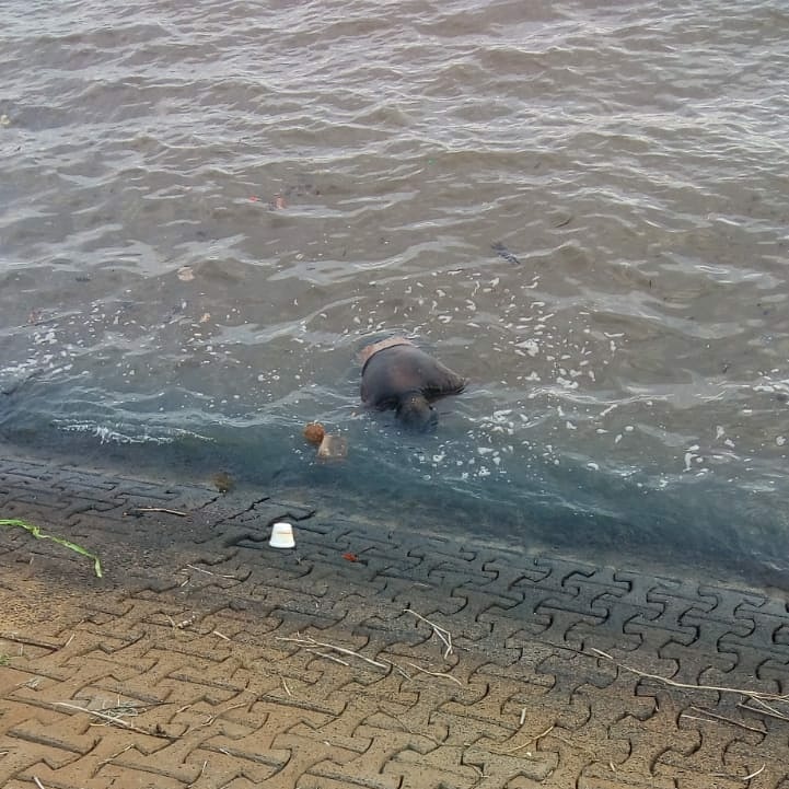cadáver flotando en la Costanera de Posadas
