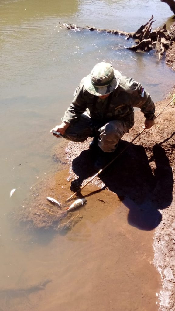 muerte de cientos de peces en el Urugua-í