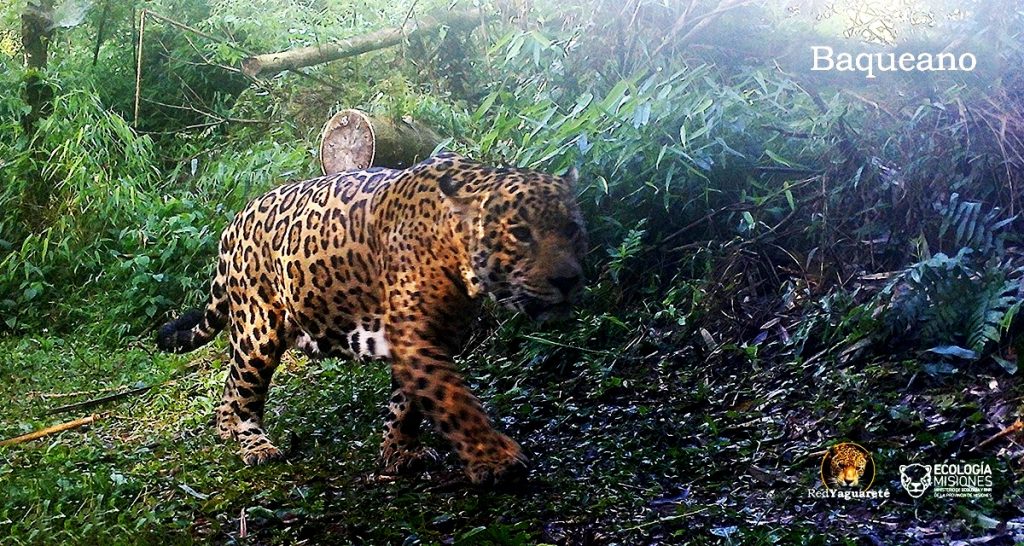 nuevo yaguareté del Parque Provincial Urugua-í